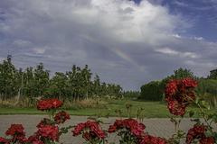 (192/365) Obstplantagen, rote Rosen und ein Regenbogen über dem "Alten Land"