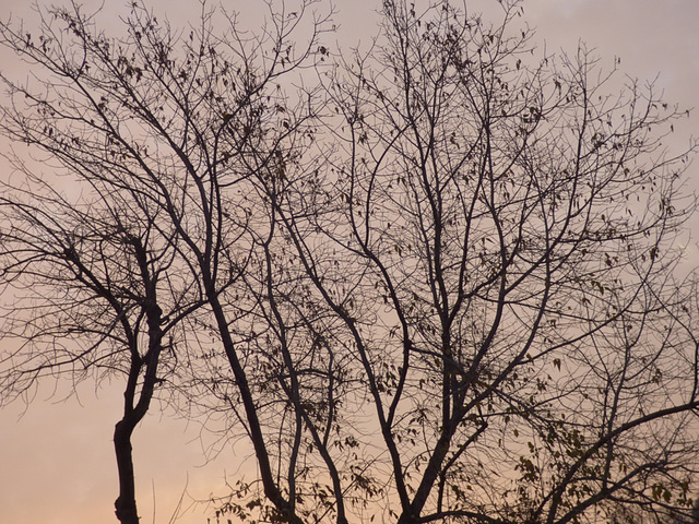 Arboles invernales/ Les arbres d'iver
