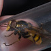 HoverflyIMG 5736