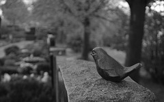 The bird in the cemetary