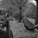 The bird in the cemetary