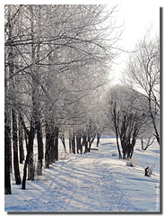 Frosten trees, Mirnyj