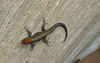 Camera Shy Lizard EF7A5448