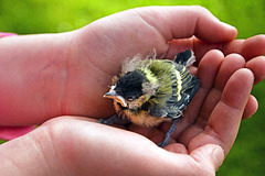 Great Tit chick
