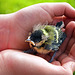 Great Tit chick