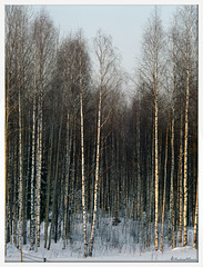 Le betulle proibite- The forbidden birches