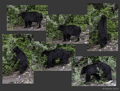 stell dir vor, du suchst den Bären und er steht plötzlich neben dir ...  (© Buelipix)