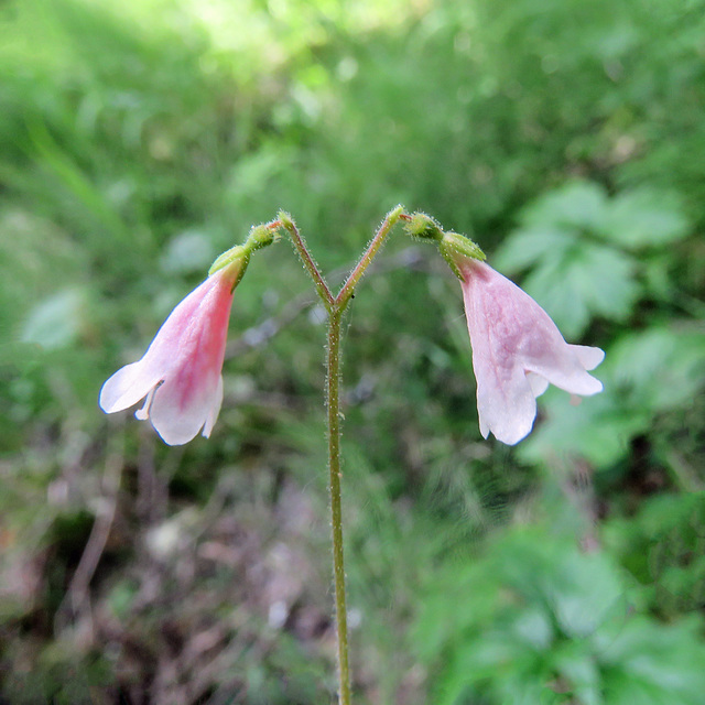 Twinflower / Linnaea borealis
