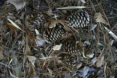 Pine cones in a salvage yard