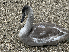 Royal Mute swan juvenile