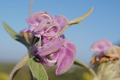 Phlomis purpurea, Lamiales, Junqueira, Algarve