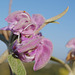 Phlomis purpurea, Lamiales, Junqueira, Algarve