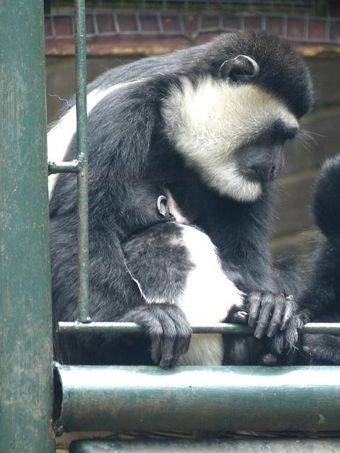 Eastern Black-and-White Colobus - 18 May 2017