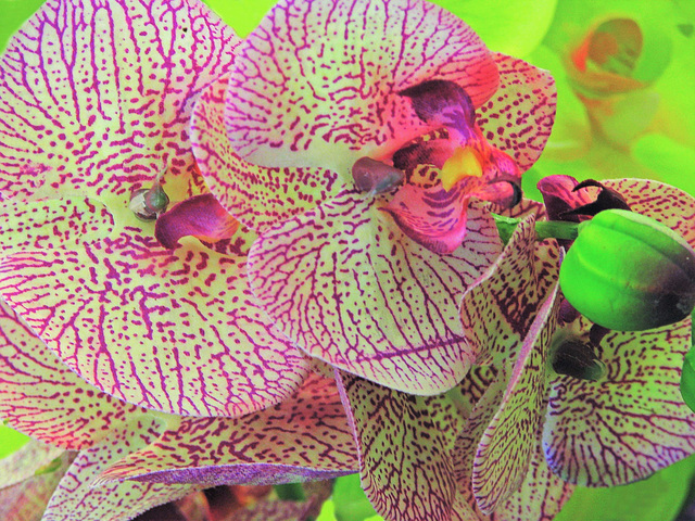 Orchidtopia