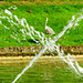 Fountain Heron