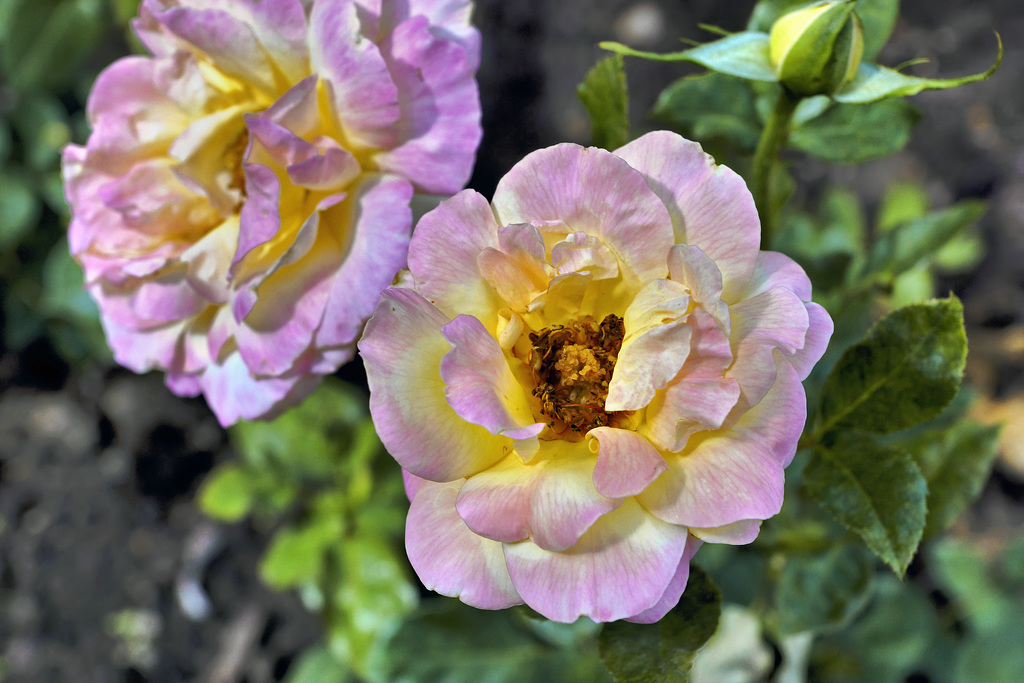 "Charlotte Brownell" Tea Rose – Botanical Garden, Montréal, Québec