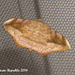 DR054 Anticarsia gemmatalis (Velvetbean Moth)