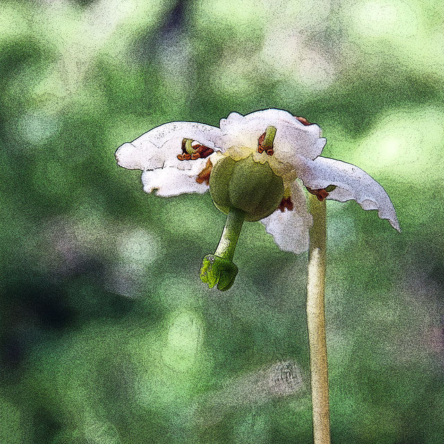 One-flowered Wintergreen, with texture