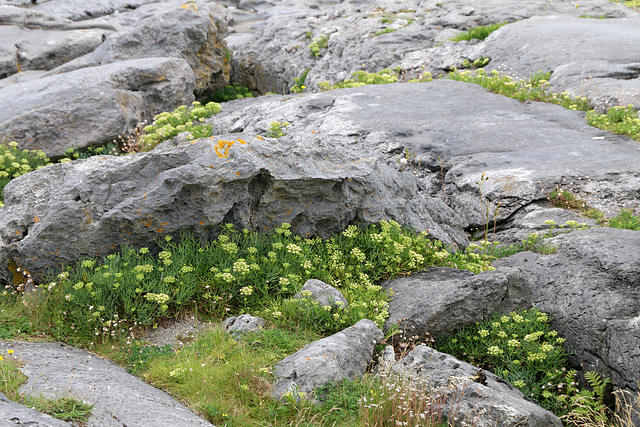 Flowers amid the rocks