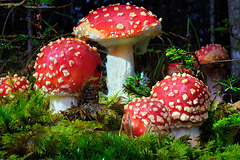Glazed Fungi