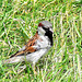 Sparrow In Grass.