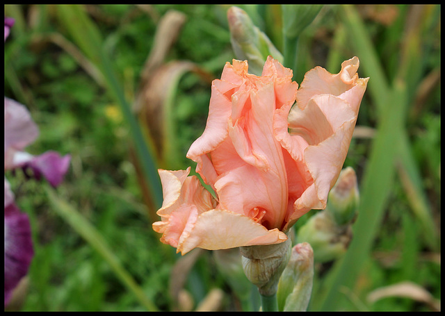 Buisson de rose (2)