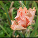 Buisson de rose (2)