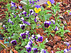 Colourful Pansies