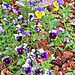 Colourful Pansies
