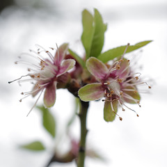 Prunus amara, amêndoeira