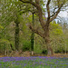Bluebell Woods  (plus 2 x PiPs)