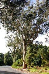 Kiefer-, Pinien-, Lorbeer- und Stammerikawald (Baumheide) wird zu Eukalyptuswald. ©UdoSm