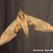 DR056 Protambulyx strigilis (Streaked Sphinx)