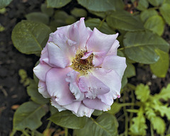 "Fernand Gignac" Tea Rose – Botanical Garden, Montréal, Québec