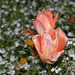 BESANCON: Une Tulipe (tulipa).