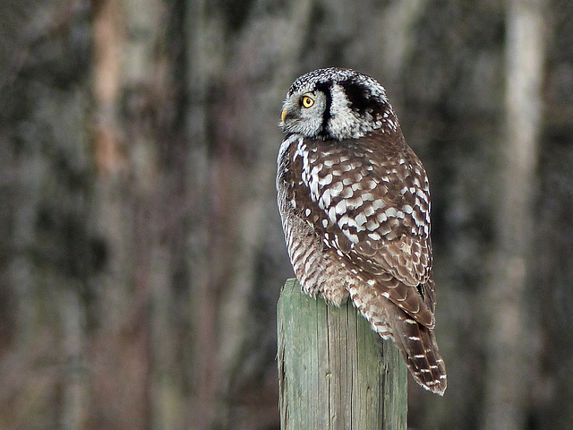 Northern Hawk Owl with woodland bokeh