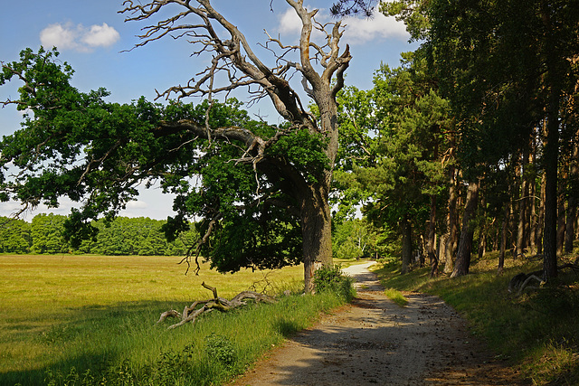 Ein romantischer Waldweg - A romantic forest trail