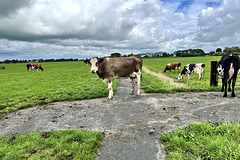 Cow blocking the road