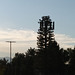 Cellphone tower (tree), Salt Lake City UT