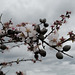 Prunus dulcis, amêndoeira