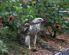buse à épaulettes immature / young red-shouldered hawk