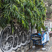 Plantes contre graffitis