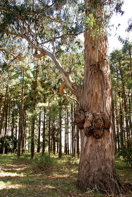Mächtige Eukalyptusbäume. ©UdoSm