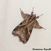 DR060 Callopistria floridensis (Florida Fern Moth)