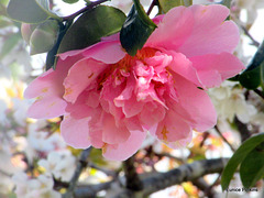 One Pink Camellia