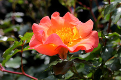 Rose in meinem kleinen Garten
