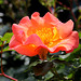 Rose in meinem kleinen Garten