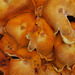 Abstract with Fungus