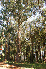 Im Eukalyptuswald auf den Kanaren - wie geht das?  ©UdoSm
