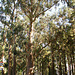 Im Eukalyptuswald auf den Kanaren - wie geht das?  ©UdoSm